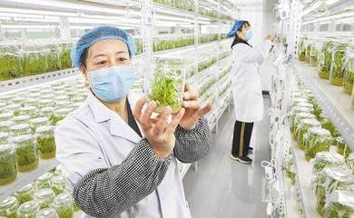 影像河北丨万象“耕”新不负春 水果种植