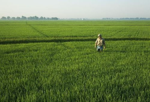 科技赋能农业 创新水果种植模式开启高效农田新篇章