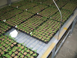 爱华高新农业科技研发 水果种植的创新与突破