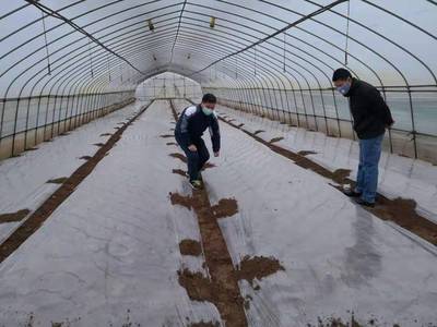 武汉市农技中心依托科技编织抗疫“菜篮子”